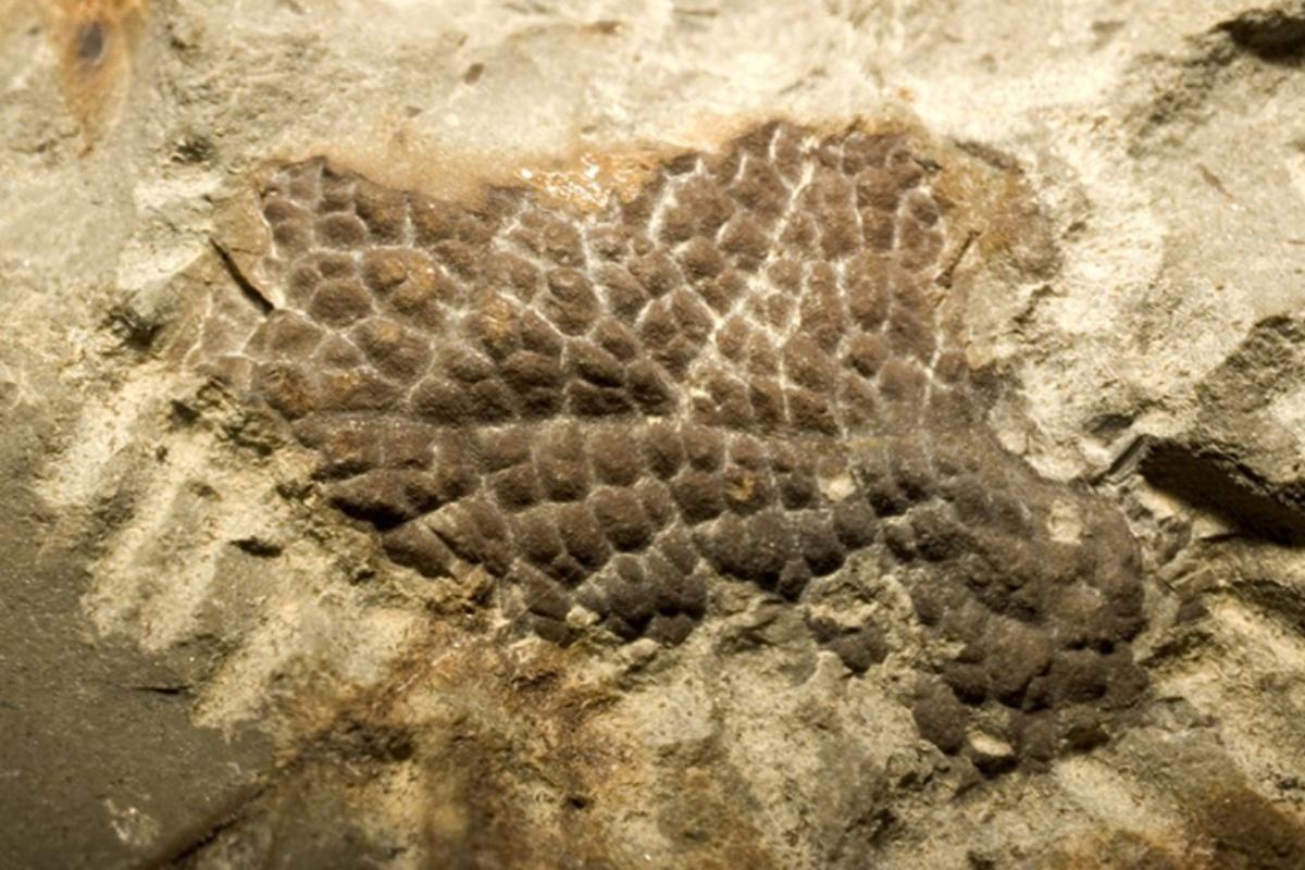 Escamas do pescoço de um T. rex: sem penas | Peter Larson/Bell et al. Biol. L/Divulgação