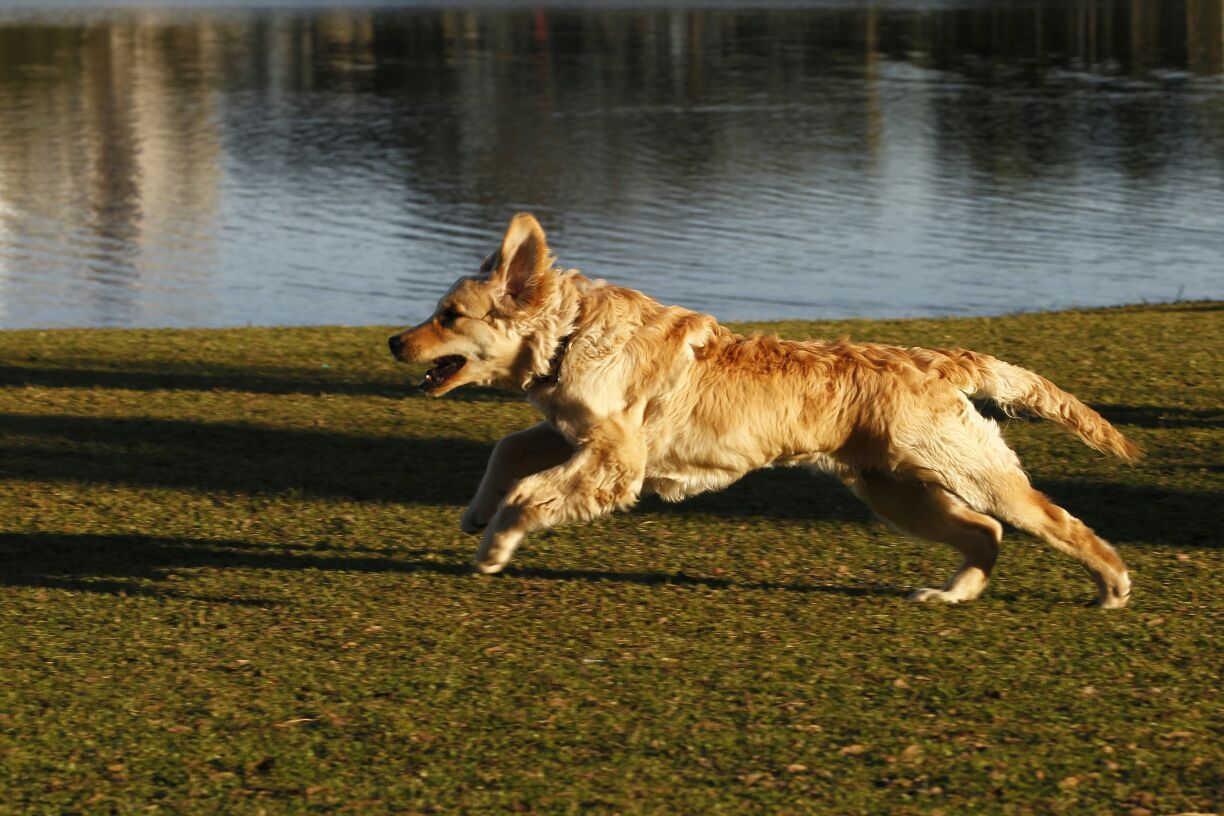 Dia de sol levou muita gente - e bichos - a ir passear no Parque Barigui na quinta | Daniel Caron/Gazeta do Povo