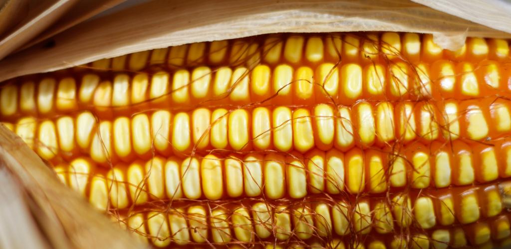 De acordo com o USDA, os Estados Unidos devem produzir 362,09 milhões de toneladas de milho. | Daniel Castellano/Gazeta do Povo