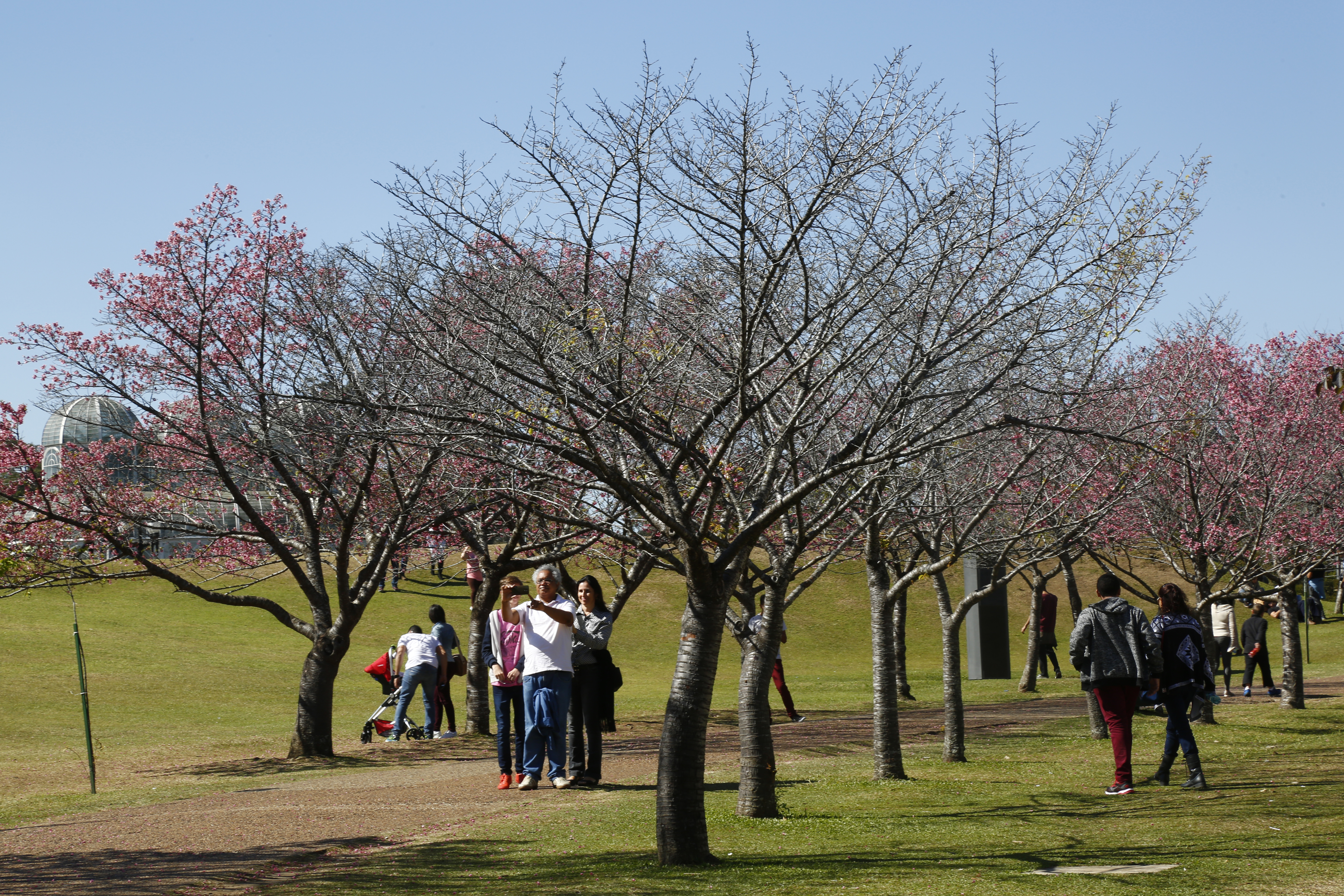 Cerejeiras de Curitiba vivem menos por causa do estresse climático | Aniele Nascimento/Gazeta do Povo