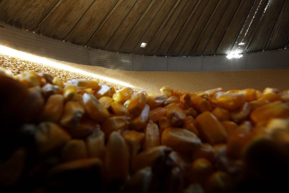 México pode ser o destino das montanhas de milho brasileiras Problema político criado pelo presidente Donald Trump é oportunidade para o Brasil voltar ao mercado internacional como grande fornecedor de milho | JONATHAN CAMPOS/GAZETA DO POVO