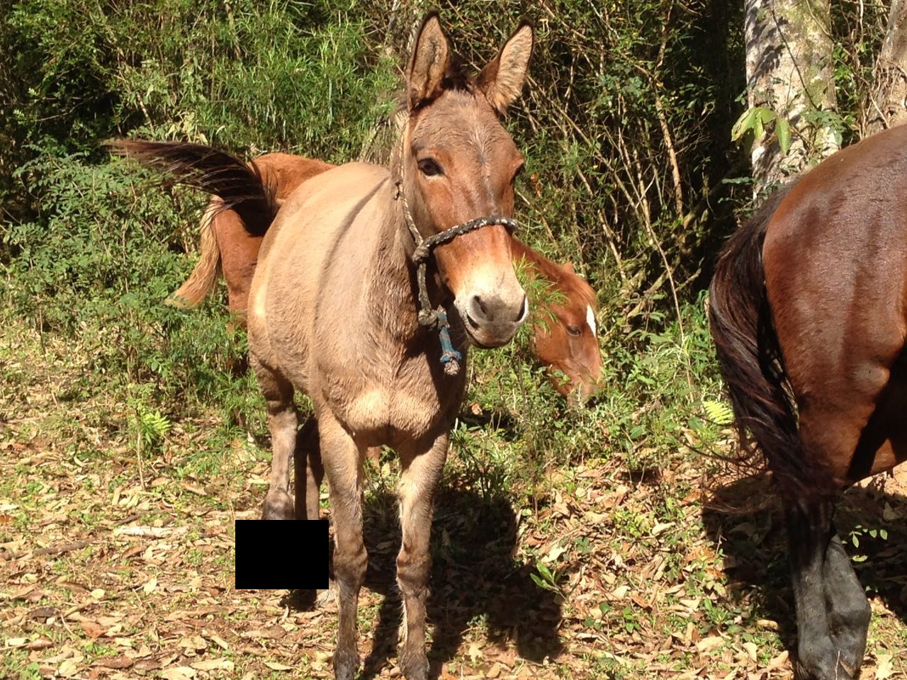 | Divulgação/Prefeitura de Araucária