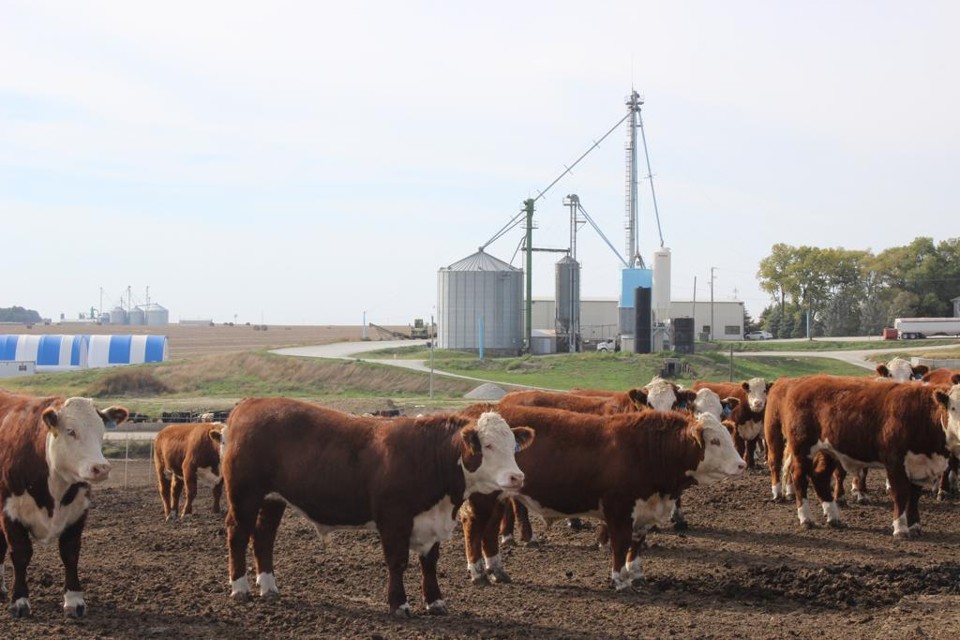 Vaca infectada é do estado do Alabama | Arquivo
/Gazeta do Povo
