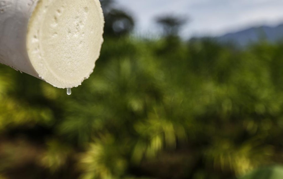 Palmito do tipo pupunha, uma das modalidades legais de plantio. | Jonathan Campos/Gazeta do Povo