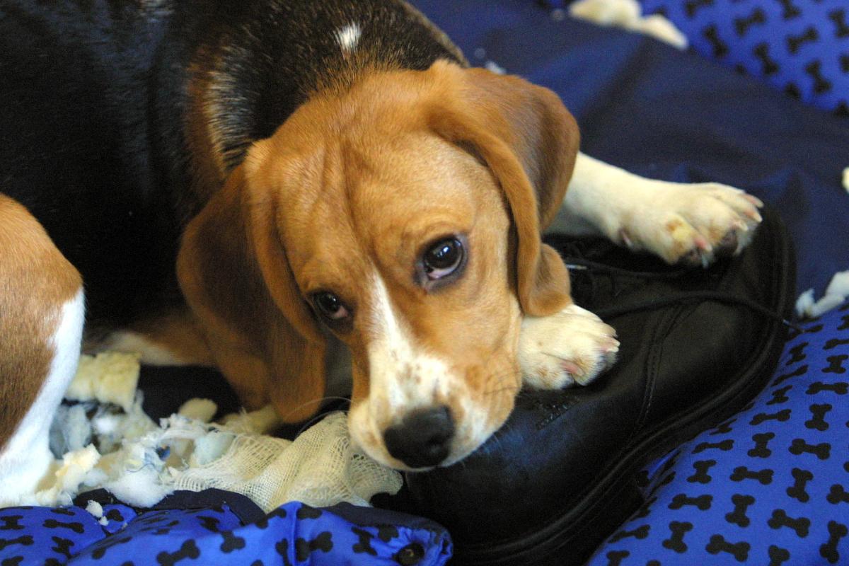 | MARCELO ELIASMARCELO ELIAS