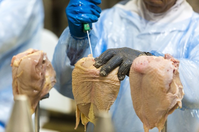 Análises feitas em frigoríficos descartaram a existência de dois tipos de salmonela que podem afetar a saúde pública: a tifimurium e a enteritidis. | Lineu Filho
/Gazeta do Povo