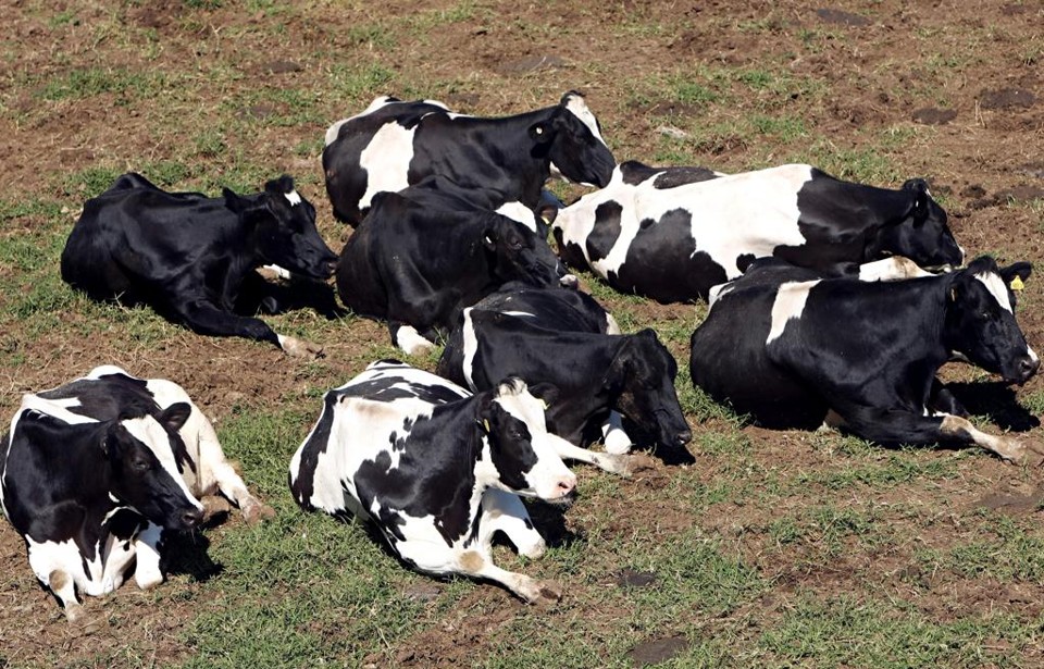 Gado holandês, em Castro, no Paraná: Brasil deve importar carne europeia e outros produtos lácteos. | Albari Rosa/Gazeta do Povo