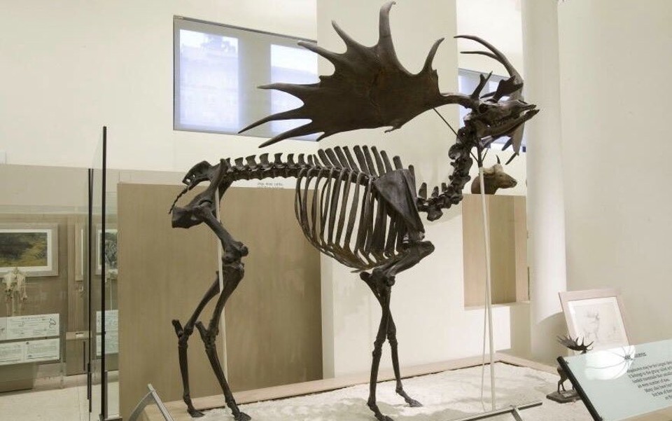 Museu Americano de História Natural, em Nova York, é um dos maiores do mundo | /