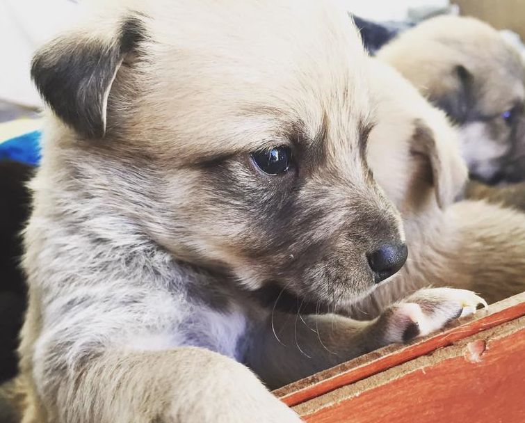 | Reprodução/Tomba Latas/Facebook