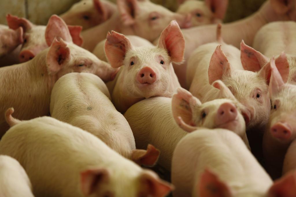 O custo do quilo de suíno vivo em ciclo completo em Santa Catarina, maior produtor nacional e usado como referência, foi de R$ 3,23 em junho, R$ 0,47 a menos que em janeiro (R$ 3,70). | JONATHAN CAMPOS/GAZETA DO POVO