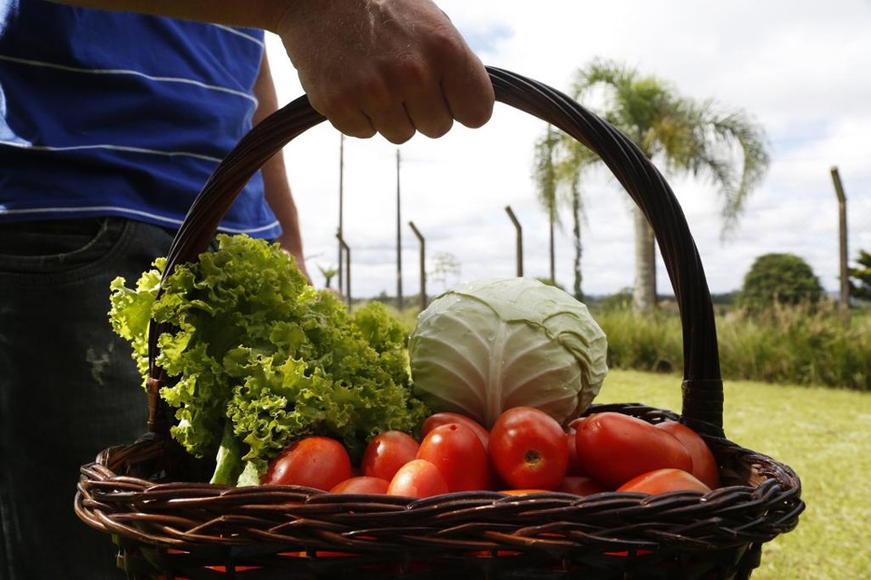 Com mais famílias, meta é ampliar produção de orgânicos, passando de 40 toneladas para 100 toneladas até o fim de 2018. | Henry Milleo/Gazeta