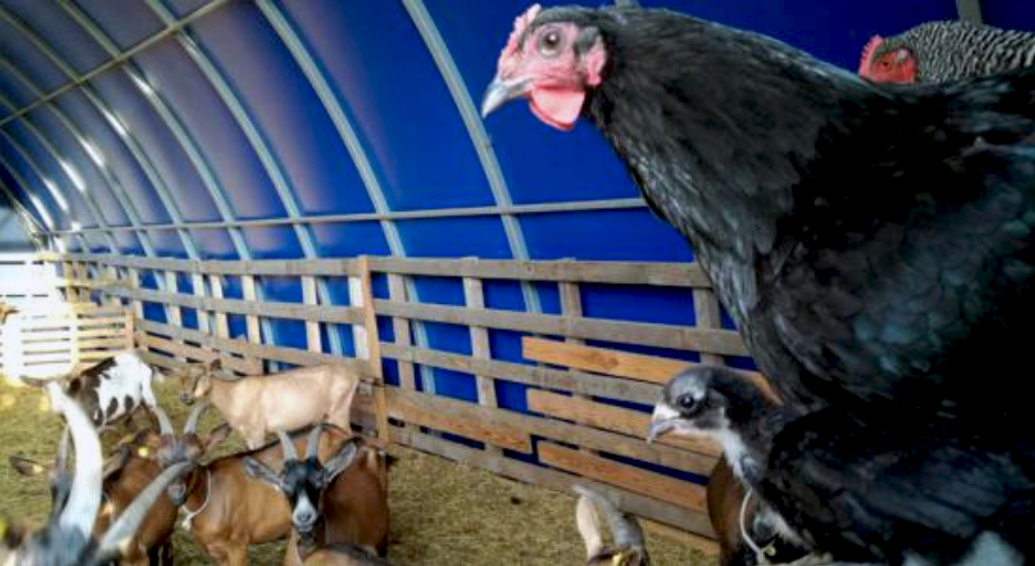 Galinhas fazem parte da produção de iogurte artesanal de leite de cabra | DIVULGAÇÃO/EIP-AGRI