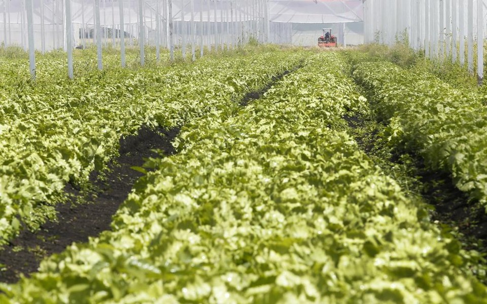 Plantio de alface em estufas facilita o cultivo | Hugo Harada/Gazeta do Povo