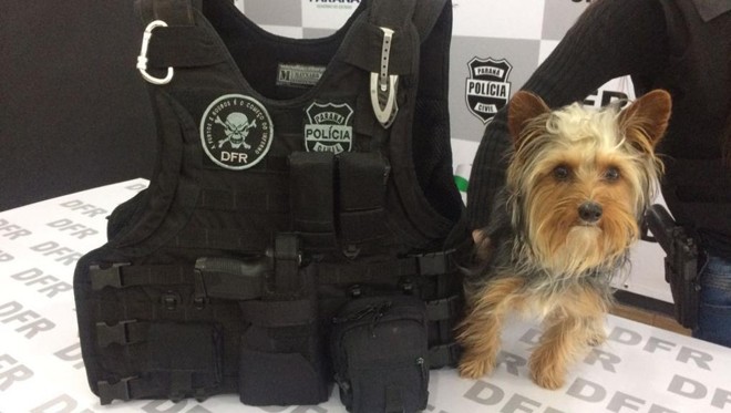 Cachorro apreendido durante operação da polícia para prender quadrilha de assaltantes de residências. | Sesp/