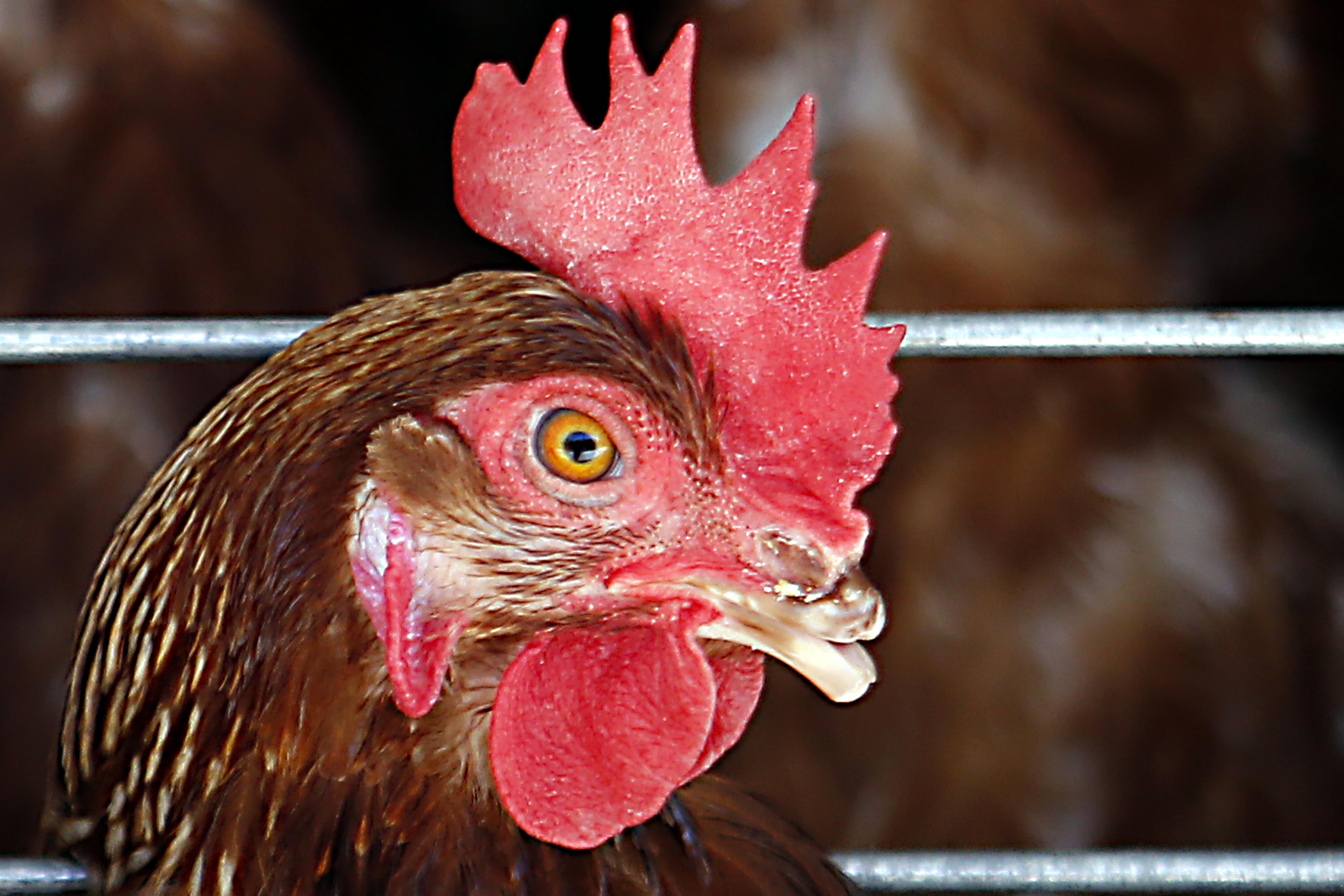 A carne de frango é o principal produto da pauta de exportações de Santa Catarina. Com 8.500 produtores, o setor produziu 2,1 milhões de toneladas em 2016 e desse total 47% foi destinada ao mercado externo. | Albari Rosa/Gazeta do Povo