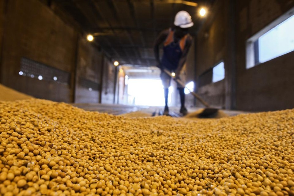 Exposição da empresa aos preços do mercado de grãos levou a Seara Agroindustrial a pedir recuperação judicial. | Arquivo
 / Gazeta do Povo