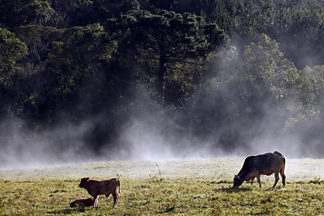 Registro fotográfico feito pela Expedição Avicultura em Concórdia, Santa Catarina | Albari Rosa/Gazeta do Povo