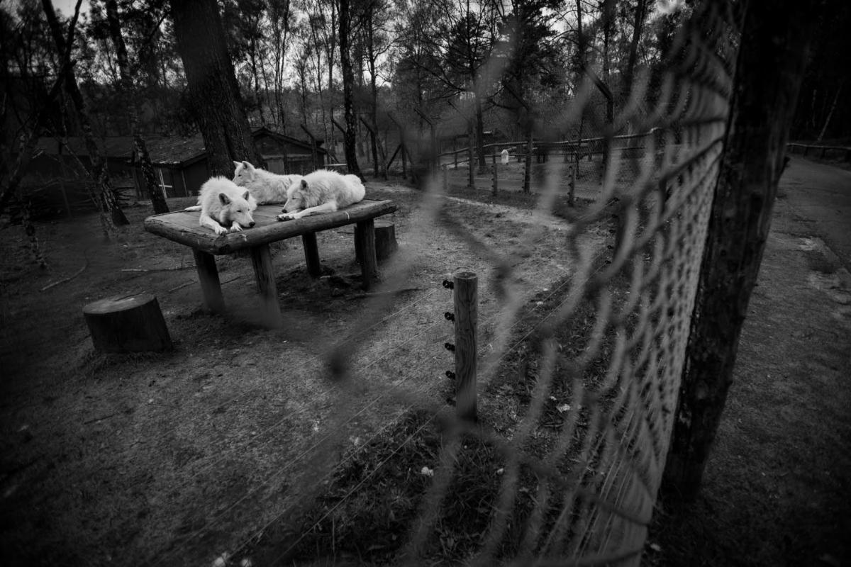 Trio de lobos do Ártico em um zoológico da Alemanha. "Esta imagem levanta a questão se o tédio, a falta de escolha, e a falta de autonomia que os animais experimentam diaramente nos zoos pelo resto de suas vidas pode justificar nosso entretenimento” | Jo-Anne McArthur/The Washington Post