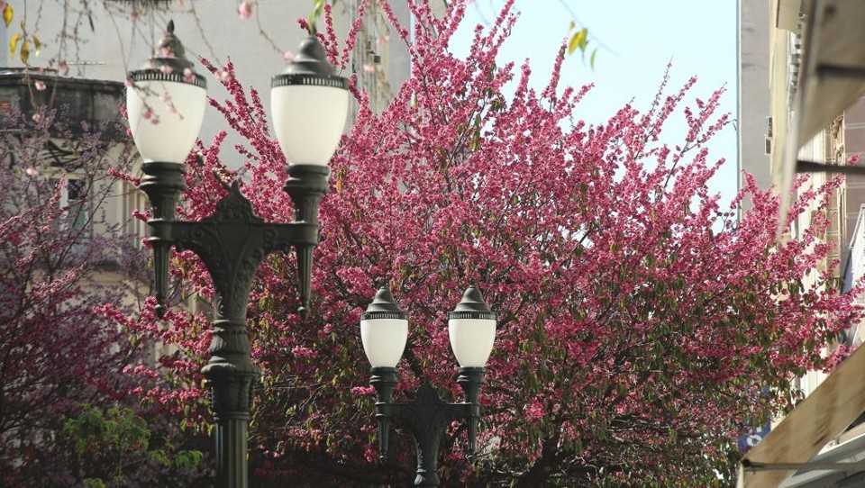O rosa das cerejeiras contrasta com o cinza do inverno curitibano | Giuliano Gomes/Gazeta do Povo