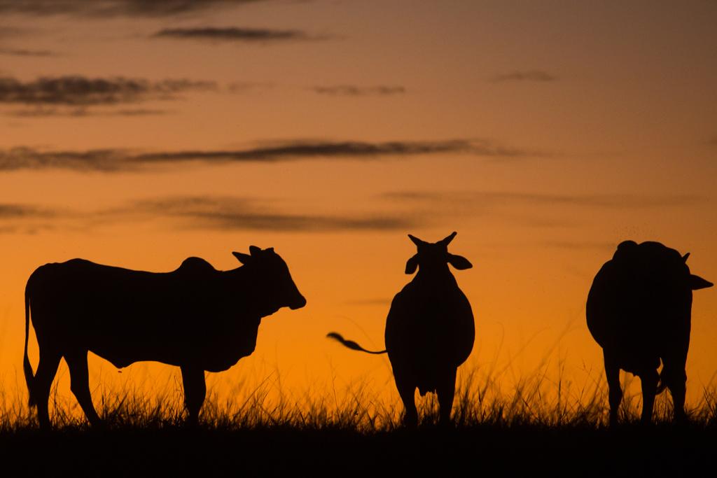 Austrália é inclusive um dos concorrentes do Brasil na criação de gado. | Brunno Covello/Gazeta do Povo