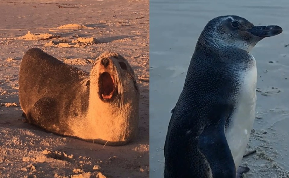 Lobo-marinho e pinguim: animais foram atendidos por biólogos do Centro de Estudos do Mar da UFPR. | Centro de Estudos do Mar/Kaue  Alapont