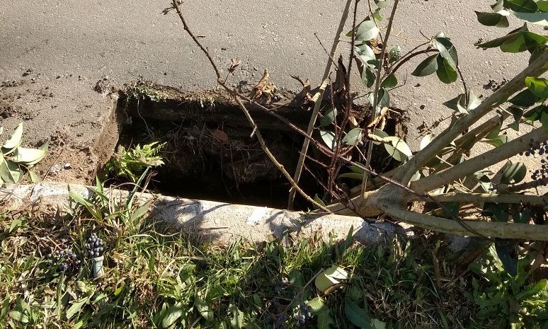 | Divulgação/Prefeitura de Curitiba