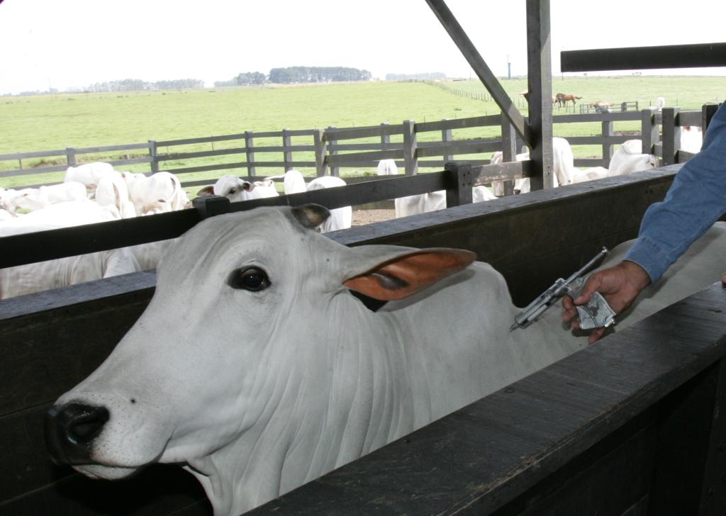 A partir de 2018, vacina da febre aftosa terá nova fórmula | Aniele Nascimento/Gazeta do Povo