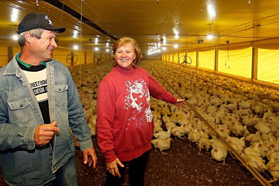 Produtores Valdecir Silvestre e Adriane Flávia Silvestre são cooperados da Aurora: número de frangos do casal é de quase 14 mil. | Albari Rosa/Gazeta do Povo
