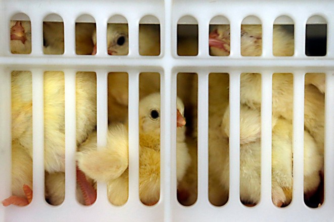 Nova casa das aves terá capacidade para abrigar 600 mil galinhas matrizes em plena produção de ovos | Albari Rosa/Gazeta do Povo