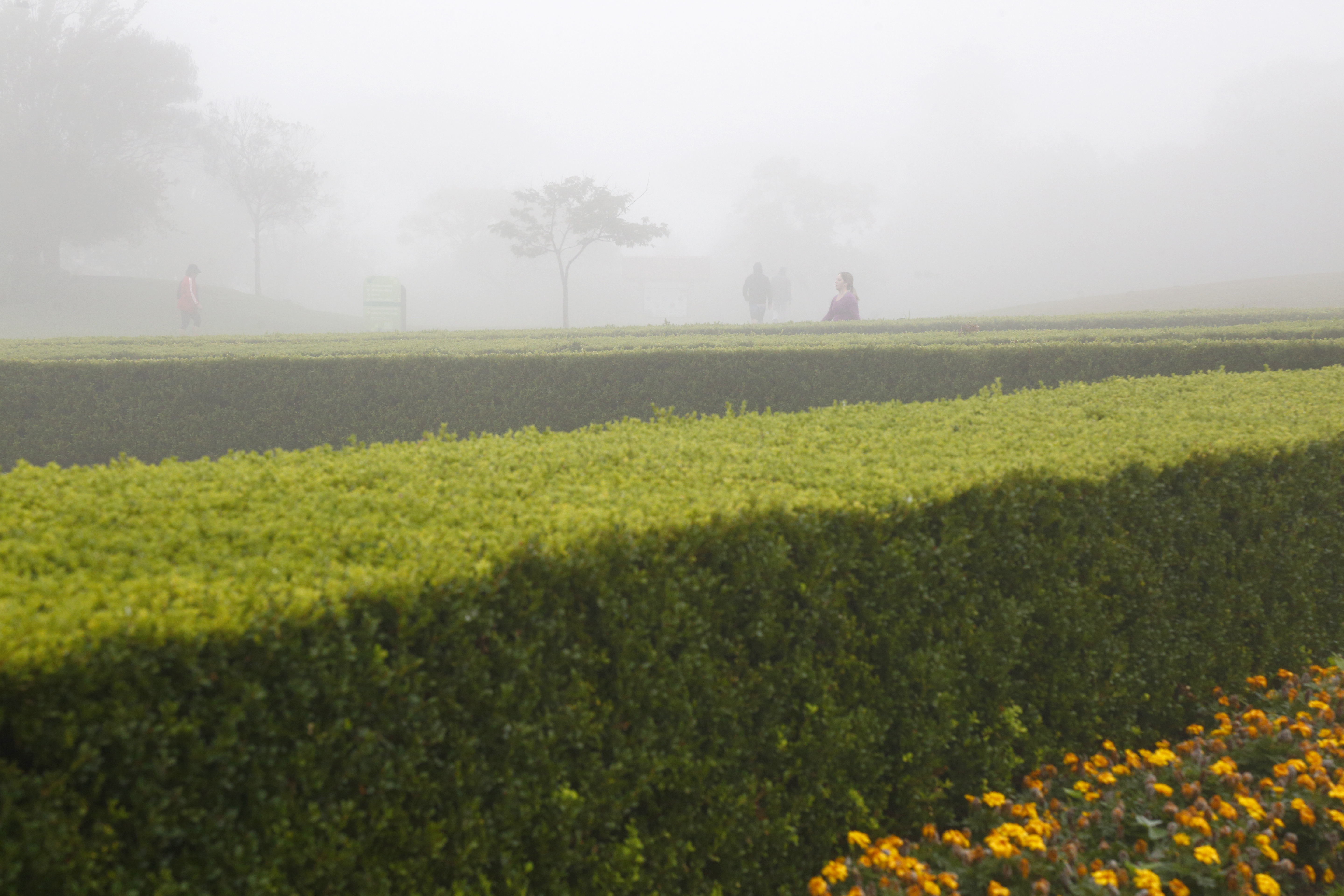 Quinta-feira começou com nevoeiro em Curitiba | Aniele Nascimento/Gazeta do Povo