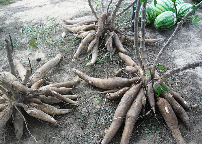 Consórcio mandioca e melancia: receita de sucesso para a agricultura familiar | Clarice Rocha/Divulgação Embrapa