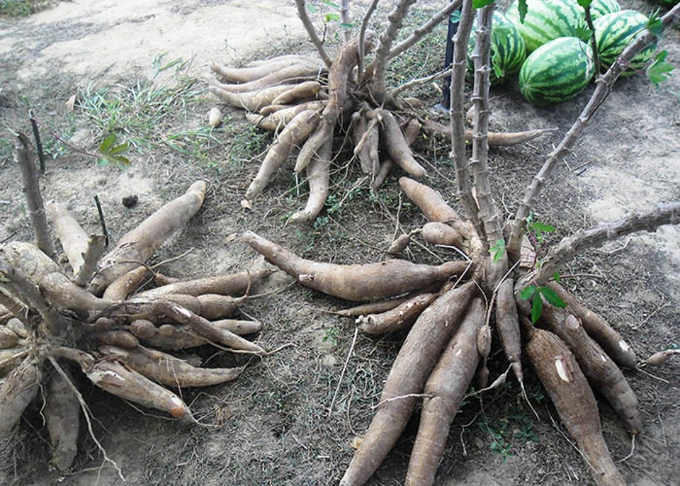 Consórcio mandioca e melancia: receita de sucesso para a agricultura familiar | Clarice Rocha/Divulgação Embrapa