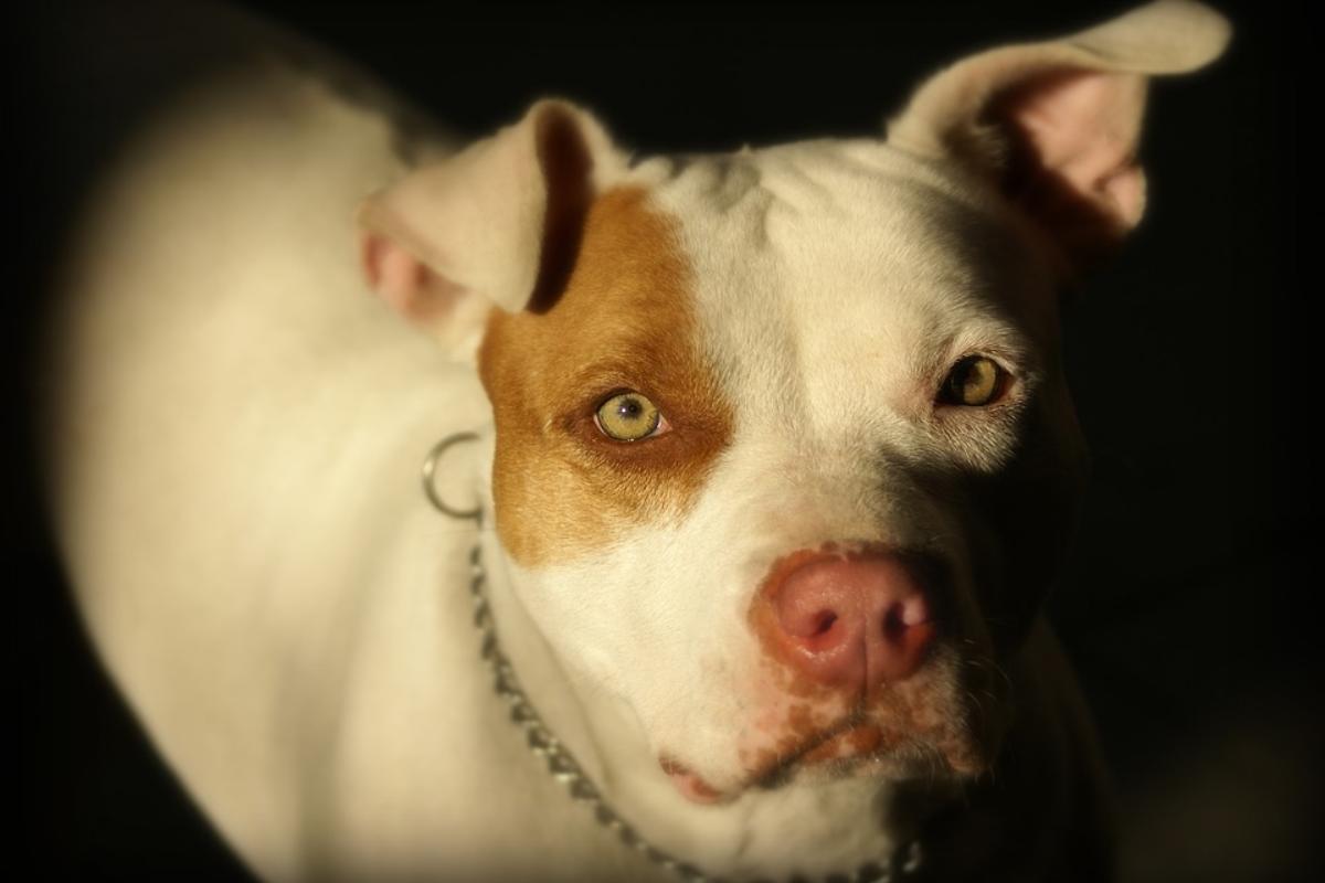 | Reprodução/Pixabay