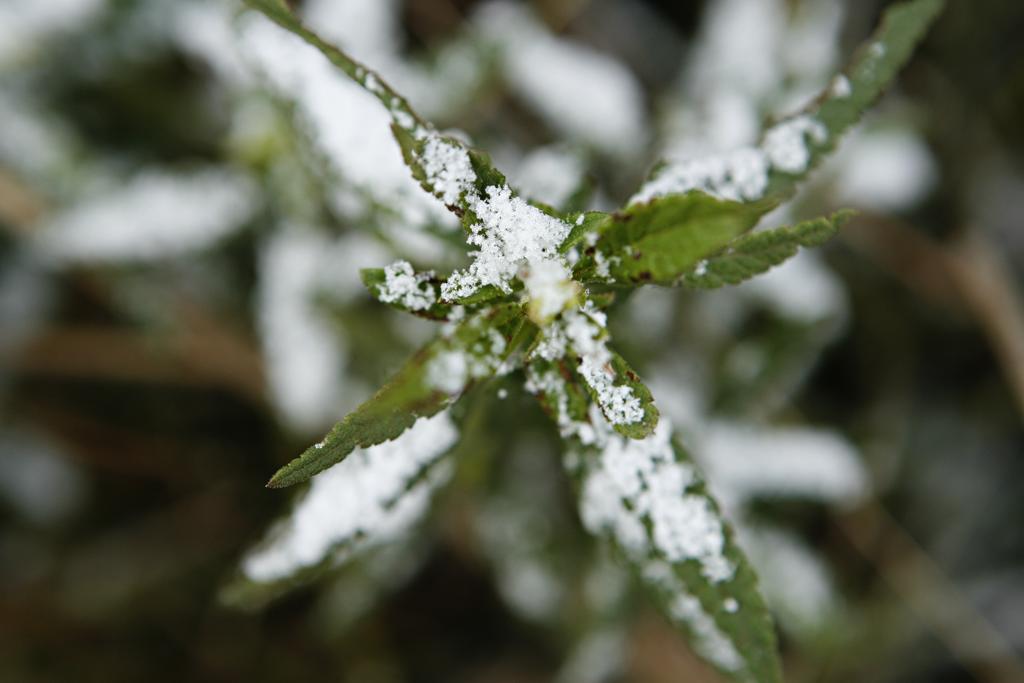 | Josue Teixeira/Josue Teixeira