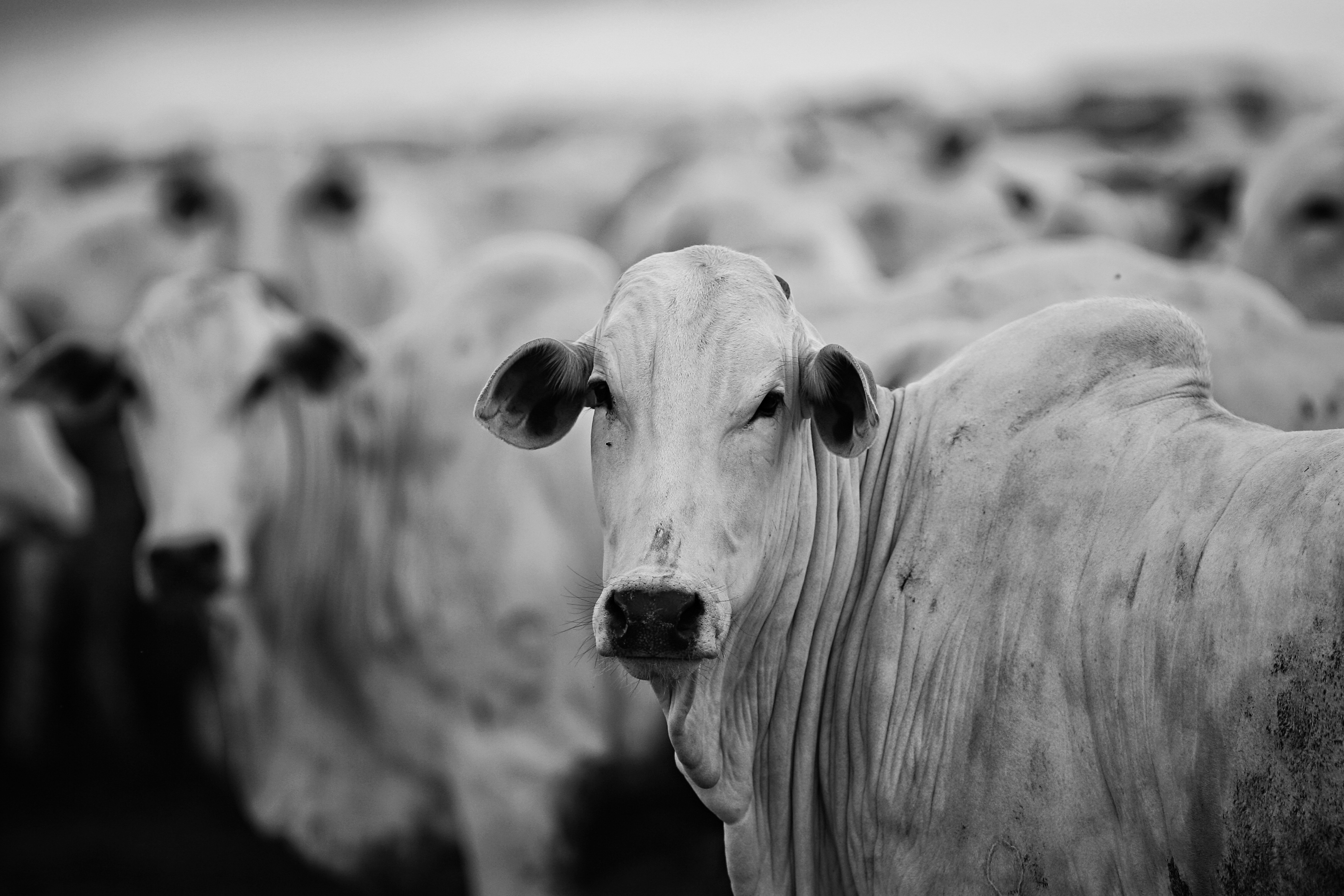 A série de escândalos tem prejudicado a pecuária nacional, com redução nas exportações e pouca margem aos produtores. Setor de bovinos é o que mais sofre. | Josue Teixeira/Josue Teixeira