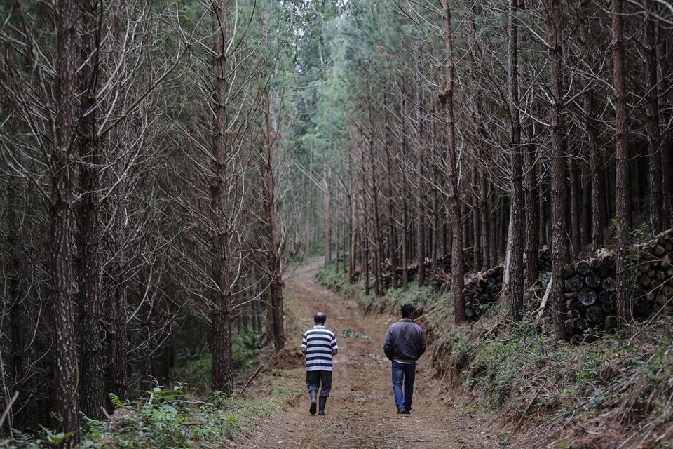 Paraná é destaque na produção nacional de celulose | Jonathan Campos/Gazeta do Povo