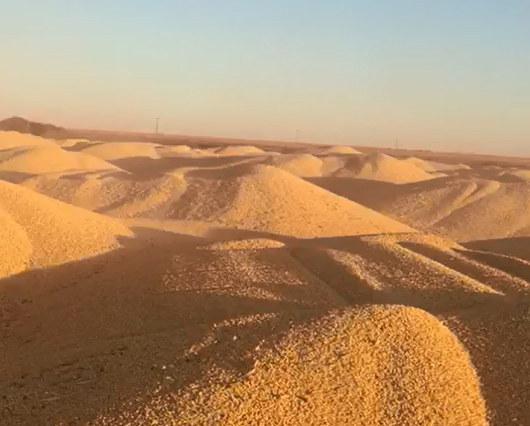 Milho safrinha espalhado no chão em fazenda do Mato Grosso. | Reprodução/