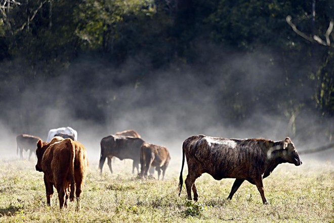 Registro fotográfico feito pela Expedição Avicultura em Concórdia, Santa Catarina | Albari Rosa/Gazeta do Povo