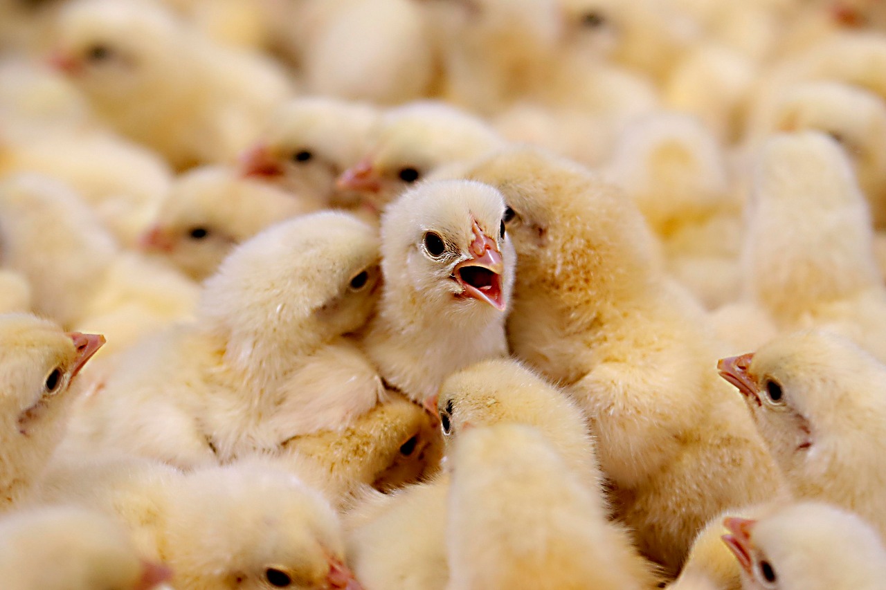 Nesta semana, a equipe roda mais 1,5 mil quilômetros pelas principais regiões produtoras de Santa Catarina. | Albari Rosa/Gazeta do Povo