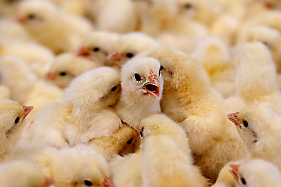Nesta semana, a equipe roda mais 1,5 mil quilômetros pelas principais regiões produtoras de Santa Catarina. | Albari Rosa/Gazeta do Povo