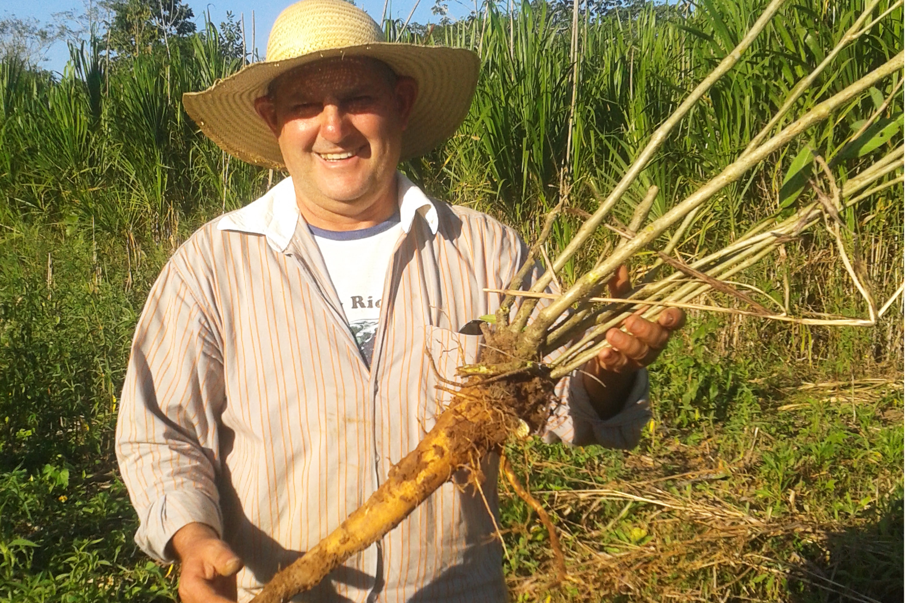 Misael Jefferson Nobre, produtor do  ginseng brasileiro : planta atua na regularização hormonal e prevenção de câncer e diabetes | Divulgação/Agência Estadual de Notícias