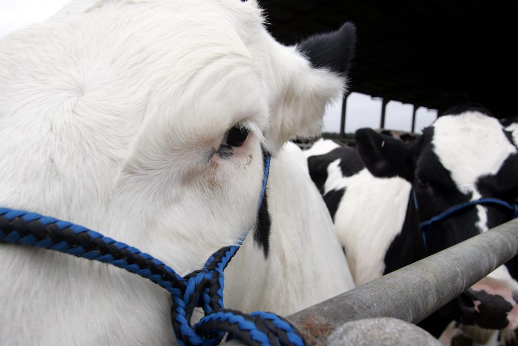 CNA está de olho na composição da vacina da febre aftosa e solicita mudanças imediatas para reduzir prejuízos aos pecuaristas | Arquivo/Gazeta do Povo
