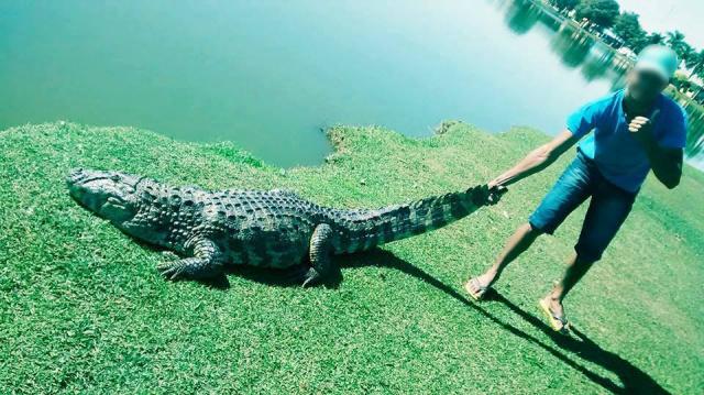 Nenhum ataque foi registrado antes da ação, mas a prefeitura não quis correr mais riscos. | Reprodução/Internet