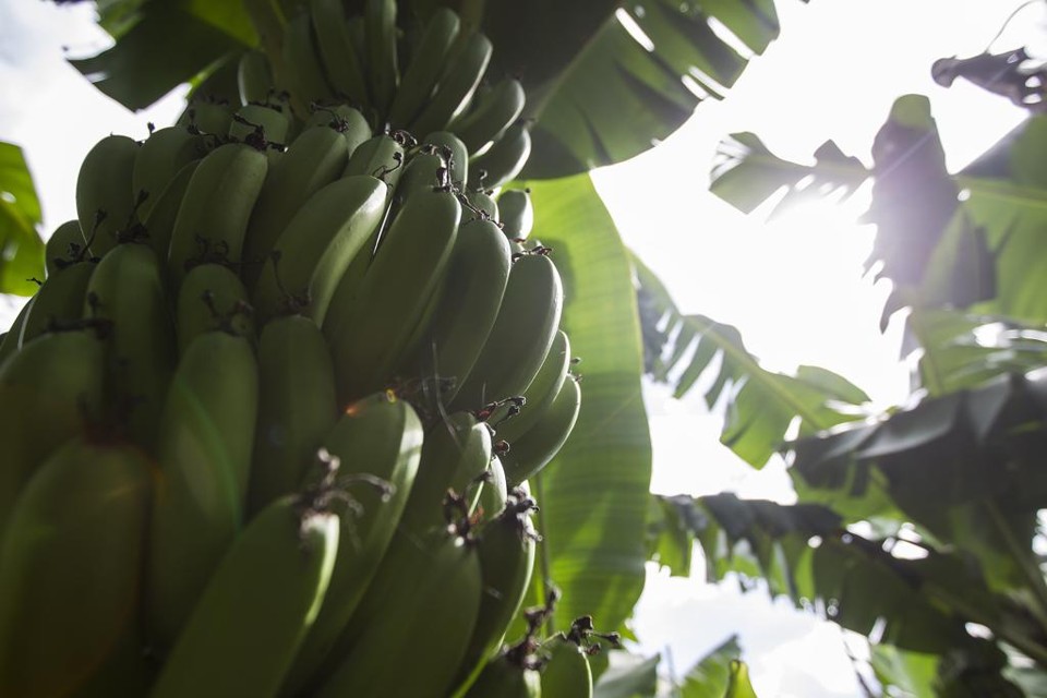 Paraná detém uma das melhores produtividades da fruta | Jonathan Campos/Gazeta do Povo