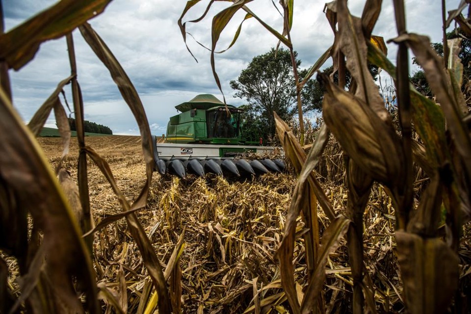 Paraná estende proibição do plantio de soja Vazio sanitário: período em que o produtor não pode manter plantas de soja foi estendido no Paraná. | Brunno Covello/Gazeta do Povo