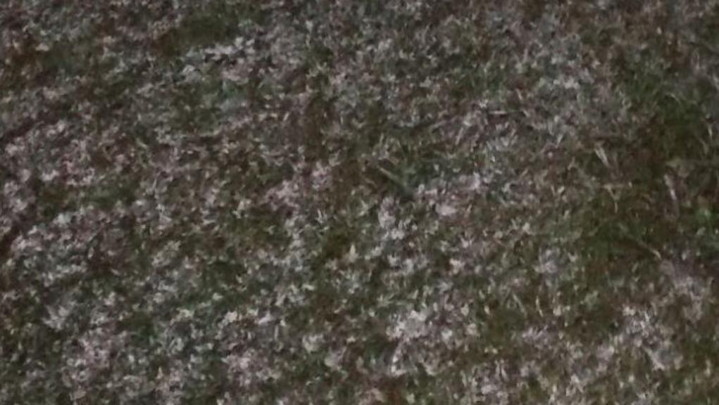 | /Rodrigo Bauer/Leitor