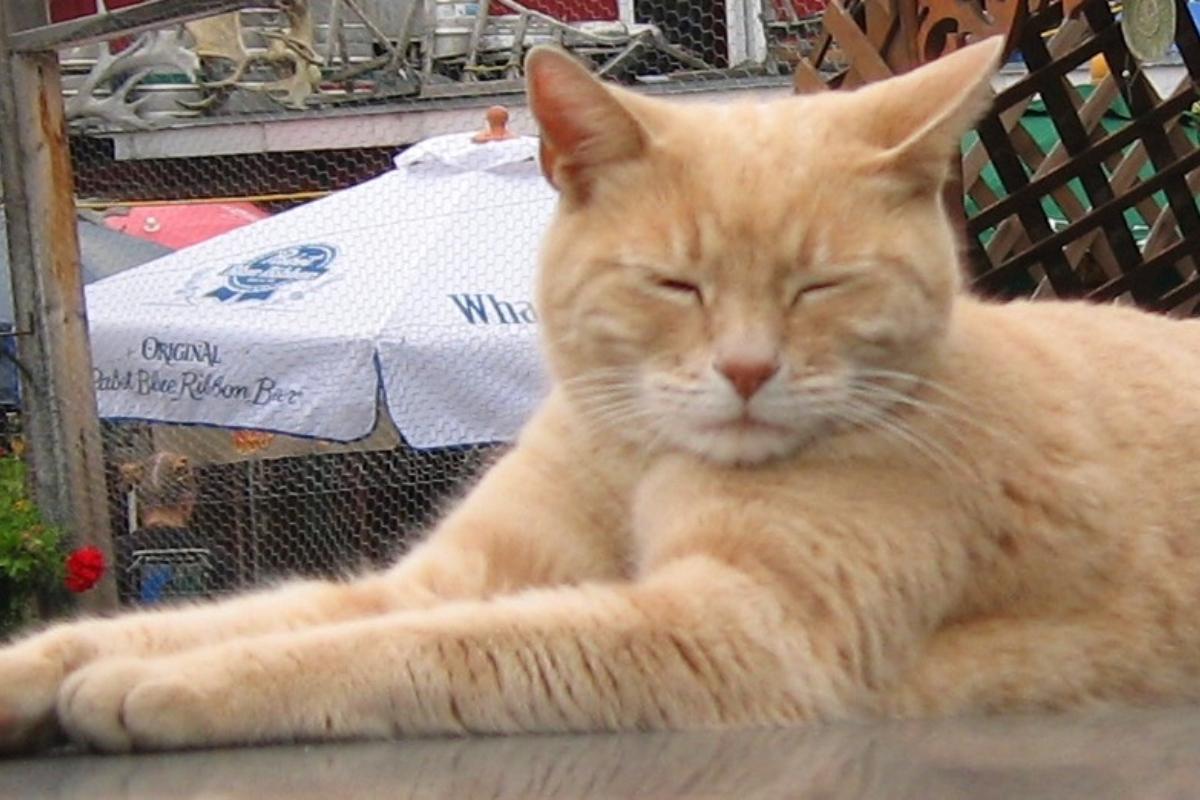 ‘Gato-prefeito’ viveu 20 anos no vilarejo de Talkeetna, no Alasca | Divulgação