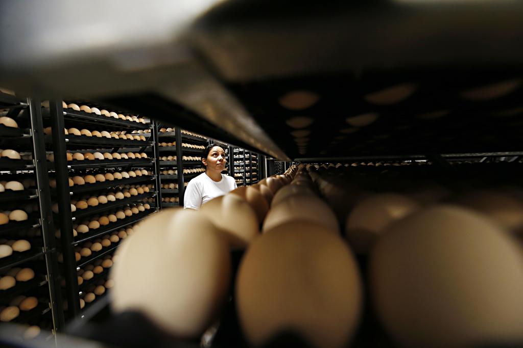 No Brasil, são produzidos anualmente 40 bilhões de ovos | Albari Rosa/Gazeta do Povo
