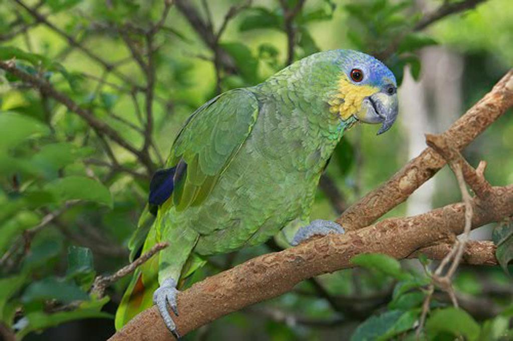 Espécie de papagaio-do-mangue é relativamente comum na natureza. | /Divulgação SMCS