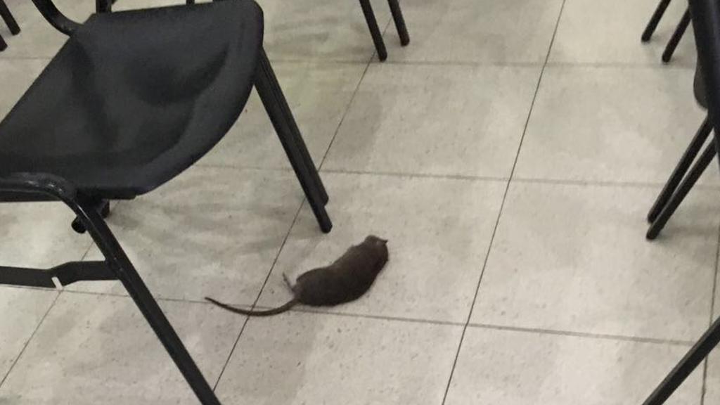 Rato na UPA Boa Vista forçou prefeitura a tomar medidas em outras unidades da cidade | /